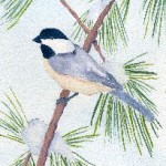 Chickadee in Pine Tree