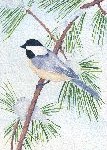 Chickadee in Pine Tree