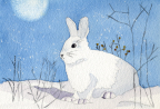 Snowshoe hare