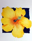 Yellow Hibiscus