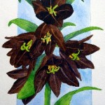 chocolate lilies