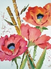 poppies