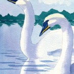 swans