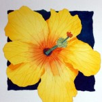 yellow hibiscus