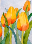 yellow tulips